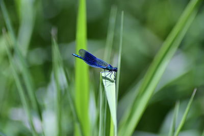 Close-up of butterfly on grass