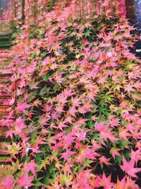 Full frame shot of pink flowers