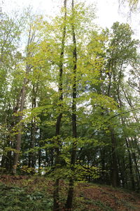 Low angle view of bamboo trees in forest