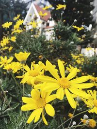 Close-up of yellow flowers blooming outdoors