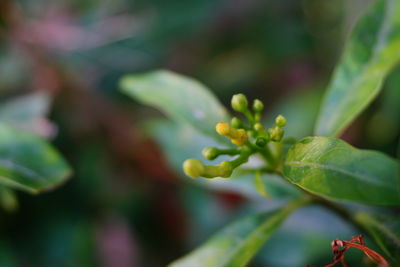 Close-up of flower buds growing outdoors