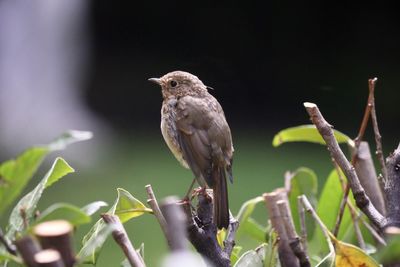 Close-up of bird perching on branch