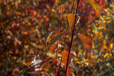 Close-up of orange leaves on plant