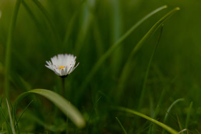 Close-up of white flowering plant on field