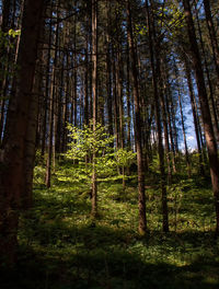 Trees in forest