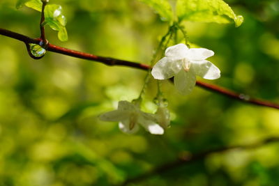 Close-up of water drops on white flowering plant