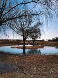 Reflection of trees in water