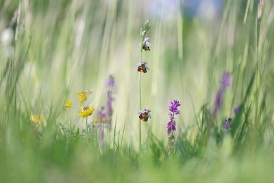 Close-up of purple flowering plant on field