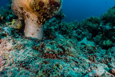 Coral reefs and water plants in the red sea, colorful and full of different colors a.e