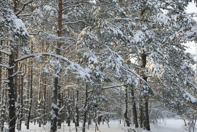 Snow covered trees on snow covered landscape