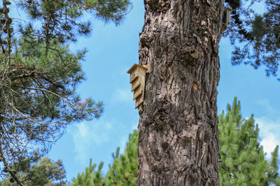 Low angle view of tree against sky