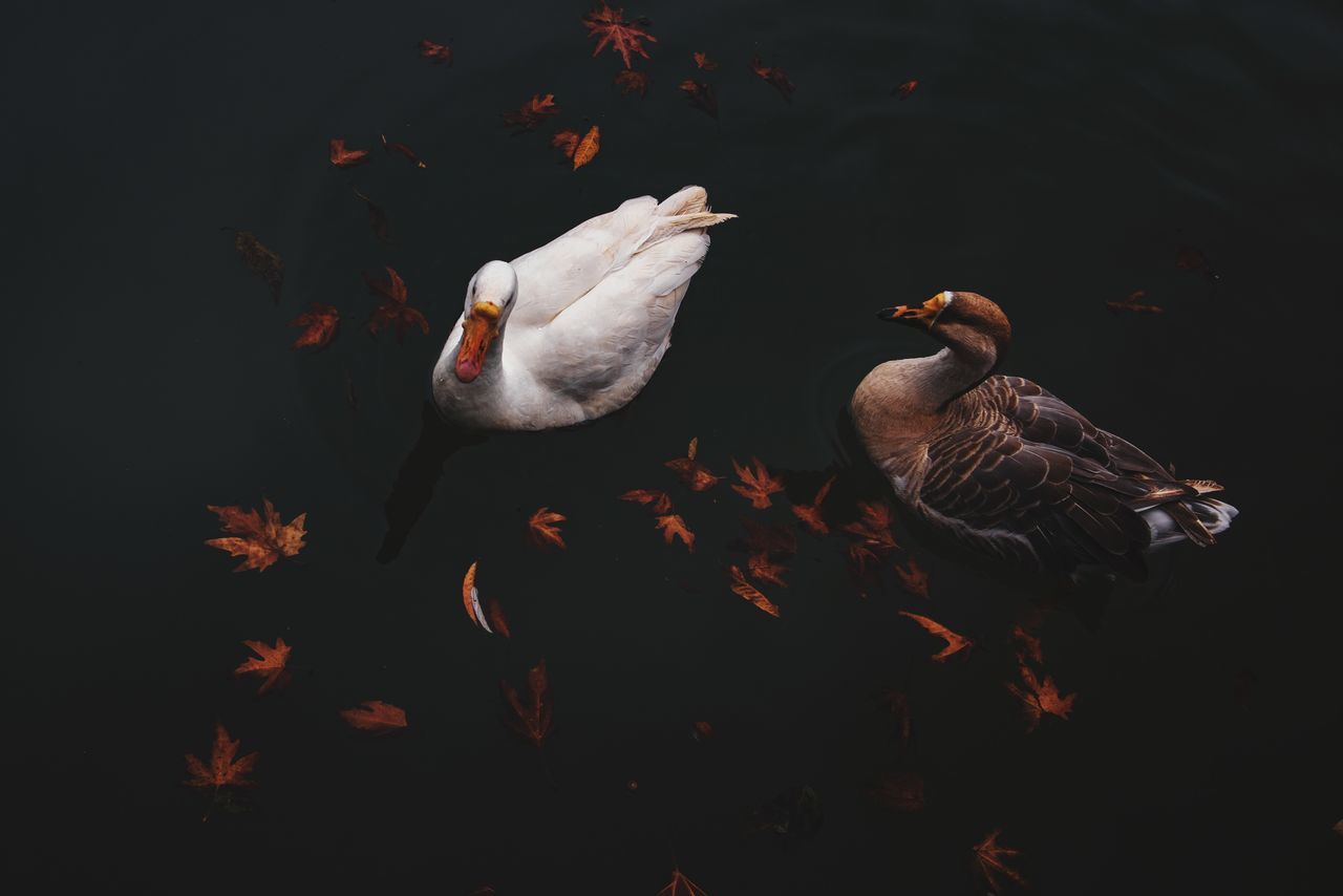 animal themes, bird, animal, wildlife, animal wildlife, group of animals, water bird, duck, no people, nature, ducks, geese and swans, water, wing, darkness, outdoors