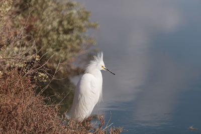 Close-up of snowy egret by lake 