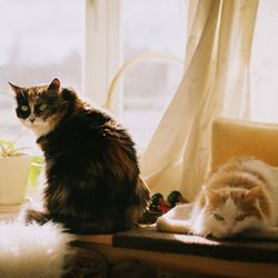 Close-up of a calico cat looking away sitting next to a ginger and white cat on a sunny day 
