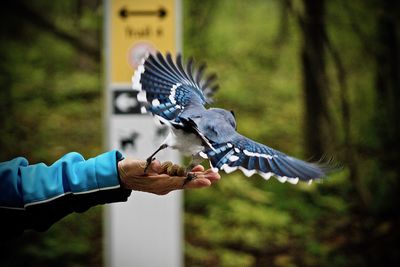 Cropped hand feeding bird