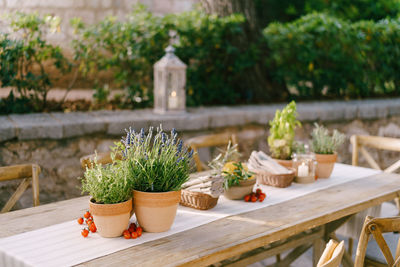 Potted plants on table