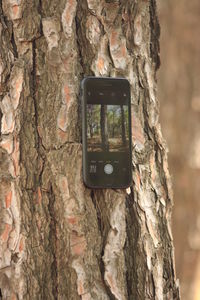 Information sign on tree trunk