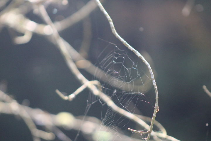 Tree Limbs Nature Nature Photography Nature Animal Wildlife Photography Spider Home Woodscapes Forest Web Insect Spider Web Spider Close-up Animal Themes Arachnid Weaving