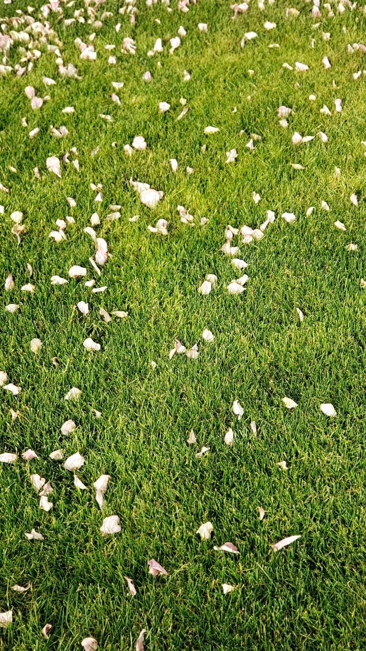 HIGH ANGLE VIEW OF FLOWERING PLANTS ON FIELD