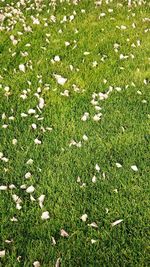 High angle view of white flowering plants on field