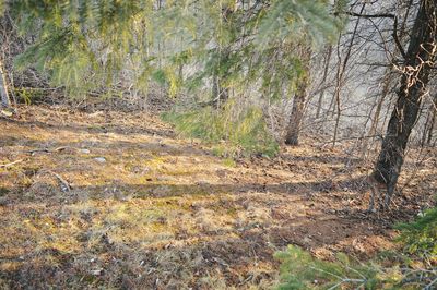 Full frame shot of trees