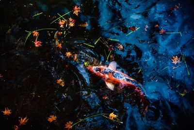 High angle view of koi carps swimming in lake