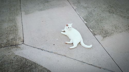 High angle view of cat sitting on footpath