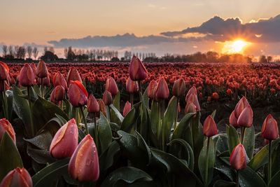 Red tulips in field against sky during sunset