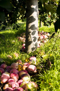 Surface level of fruits and plants in the garden