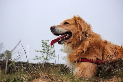 Close-up of dog looking away on field