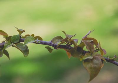 Close-up of plant growing outdoors