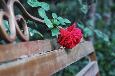 Close-up of red rose flower