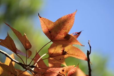 leaf