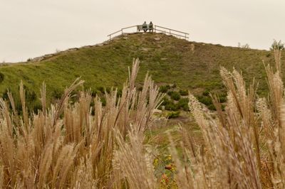 Low angle view of agricultural field against sky