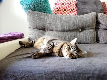 Cat sleeping on sofa