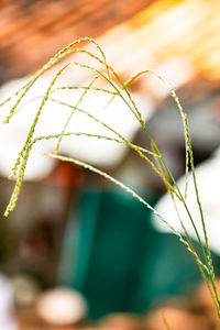 Close-up of crops growing on field