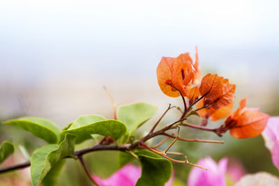 Bougainvillea close-up