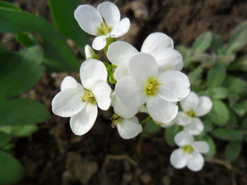 Close-up of white flowers