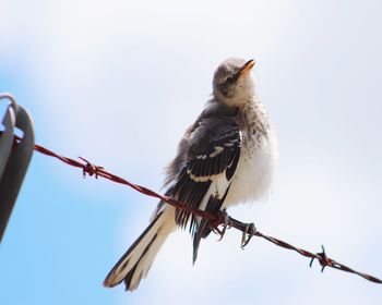 Low angle view of bird perching on cable against sky