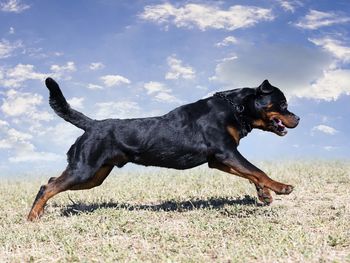 Dogs running on field