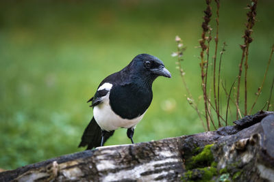 birds in the