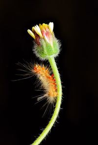 Close-up of flower against black background