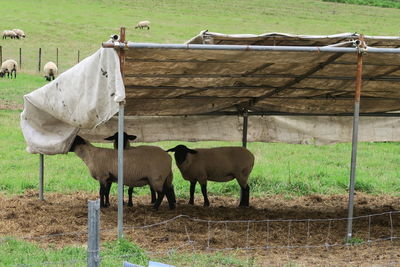 Horses in a field