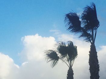 Low angle view of palm tree against sky