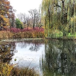 Reflection of trees in water