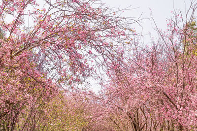 Low angle view of cherry blossoms against sky