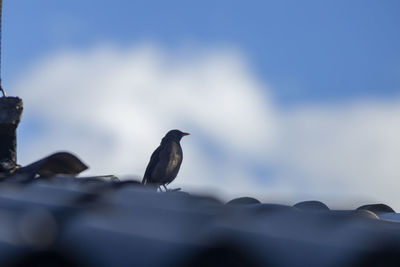 Low angle view of bird perching