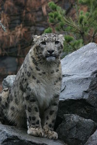 View of cat on rock in zoo