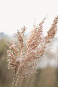 Close-up of stalks in field against sky