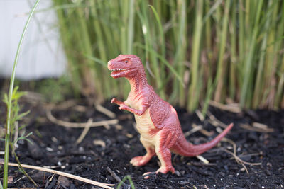 Close-up of lizard on land